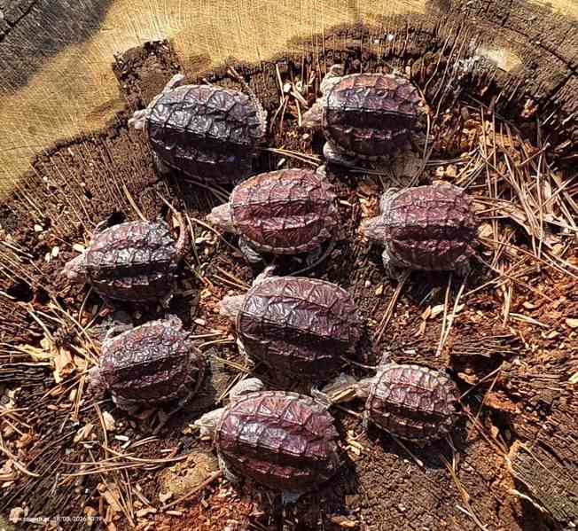 Kajmanka dravá, mláďata - foto 3