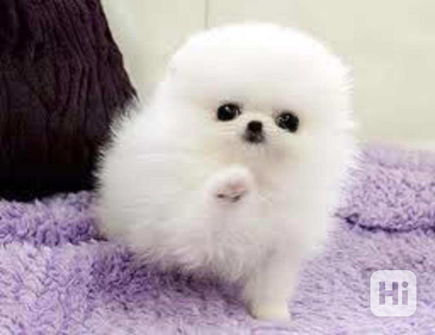 Německý špic trpasličí (Pomeranian) Štěňátka - foto 1