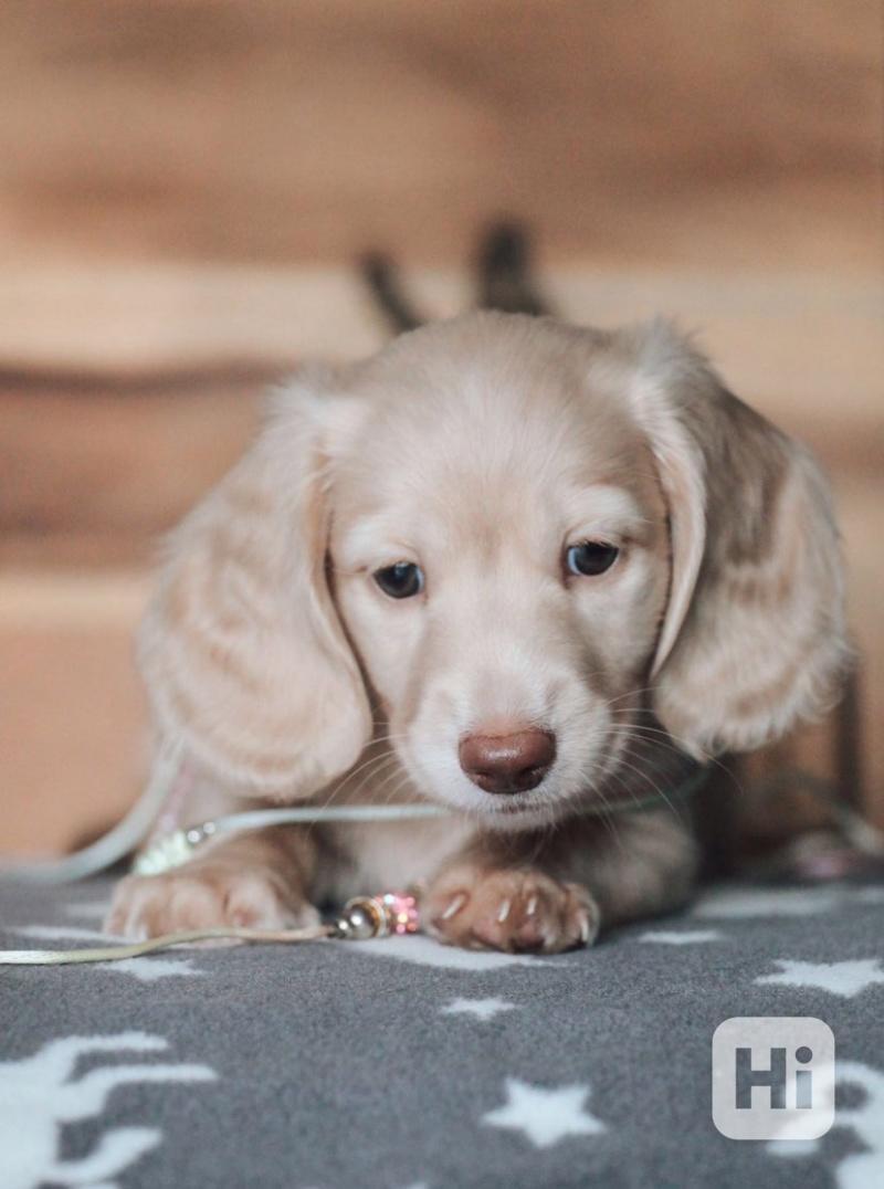 Miniaturní jezevčíci krémová a černo-krémová - foto 1