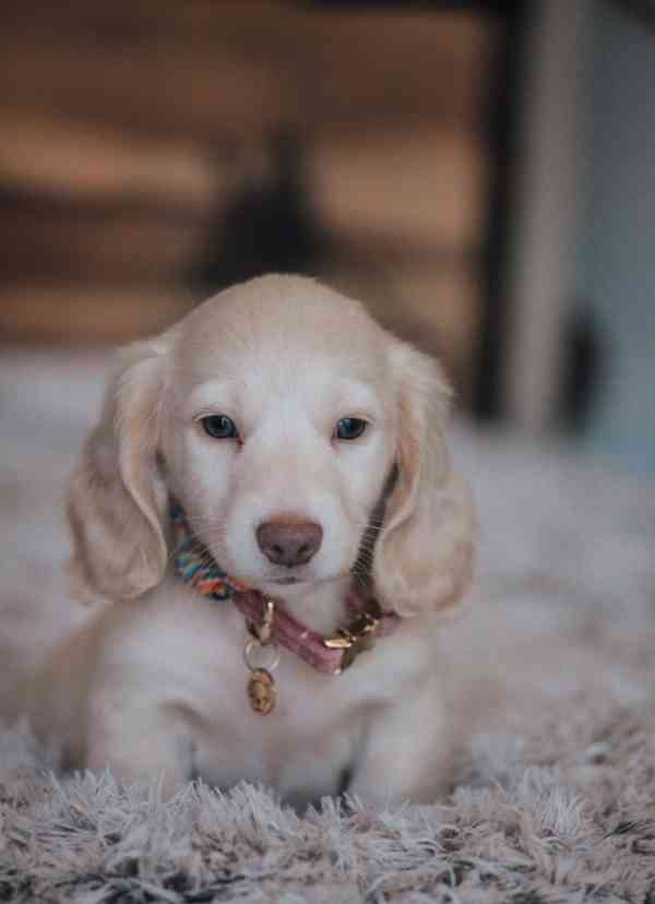 Miniaturní jezevčíci krémová a černo-krémová - foto 4