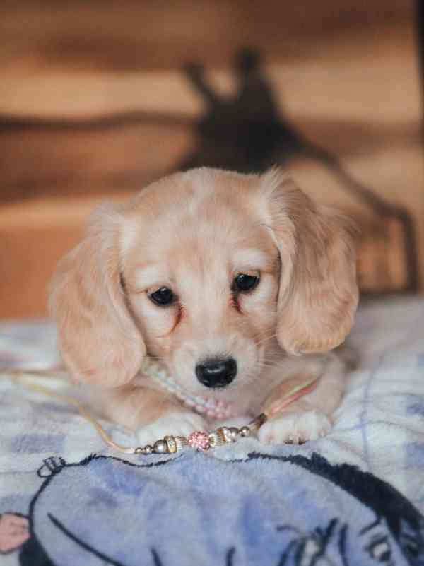 Miniaturní jezevčíci krémová a černo-krémová - foto 3