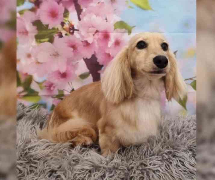 Miniaturní jezevčíci krémová a černo-krémová - foto 5