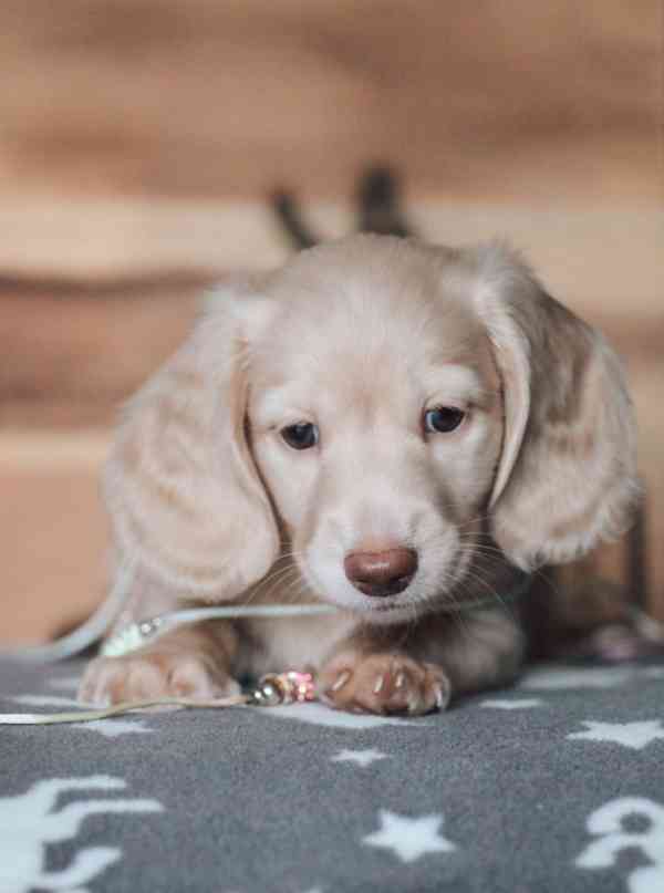 Miniaturní jezevčíci krémová a černo-krémová - foto 1