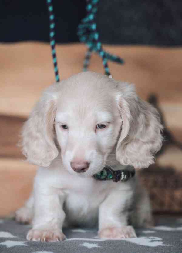 Miniaturní jezevčíci krémová a černo-krémová - foto 2