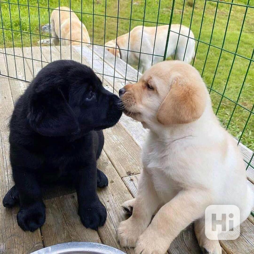 Zdravá štěňata labradorského retrívra - foto 1