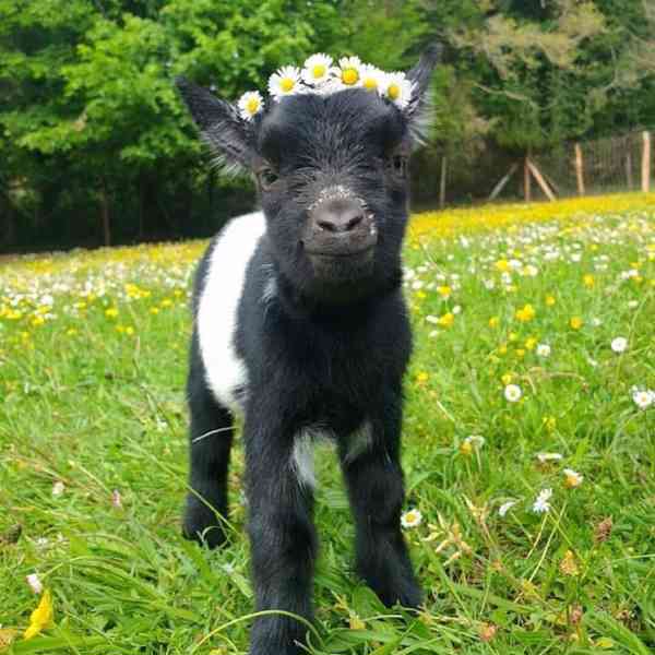 Roztomilé kozy na prodej!