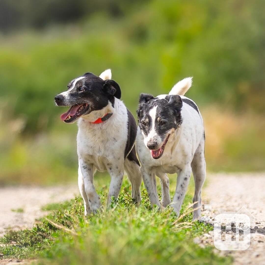 Nelly a Bára z útulku Voříškov - foto 1