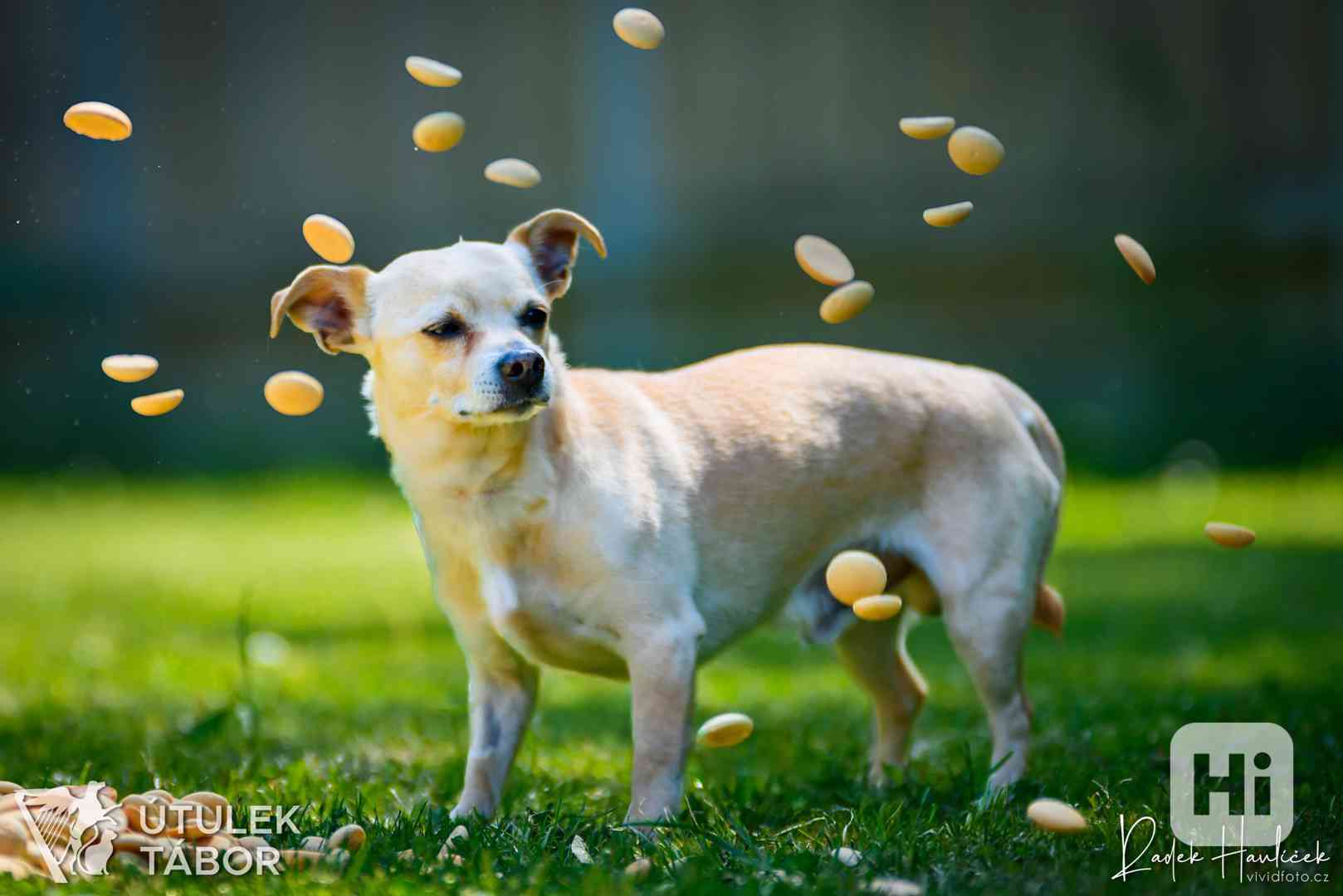 Piškot k adopci - foto 1