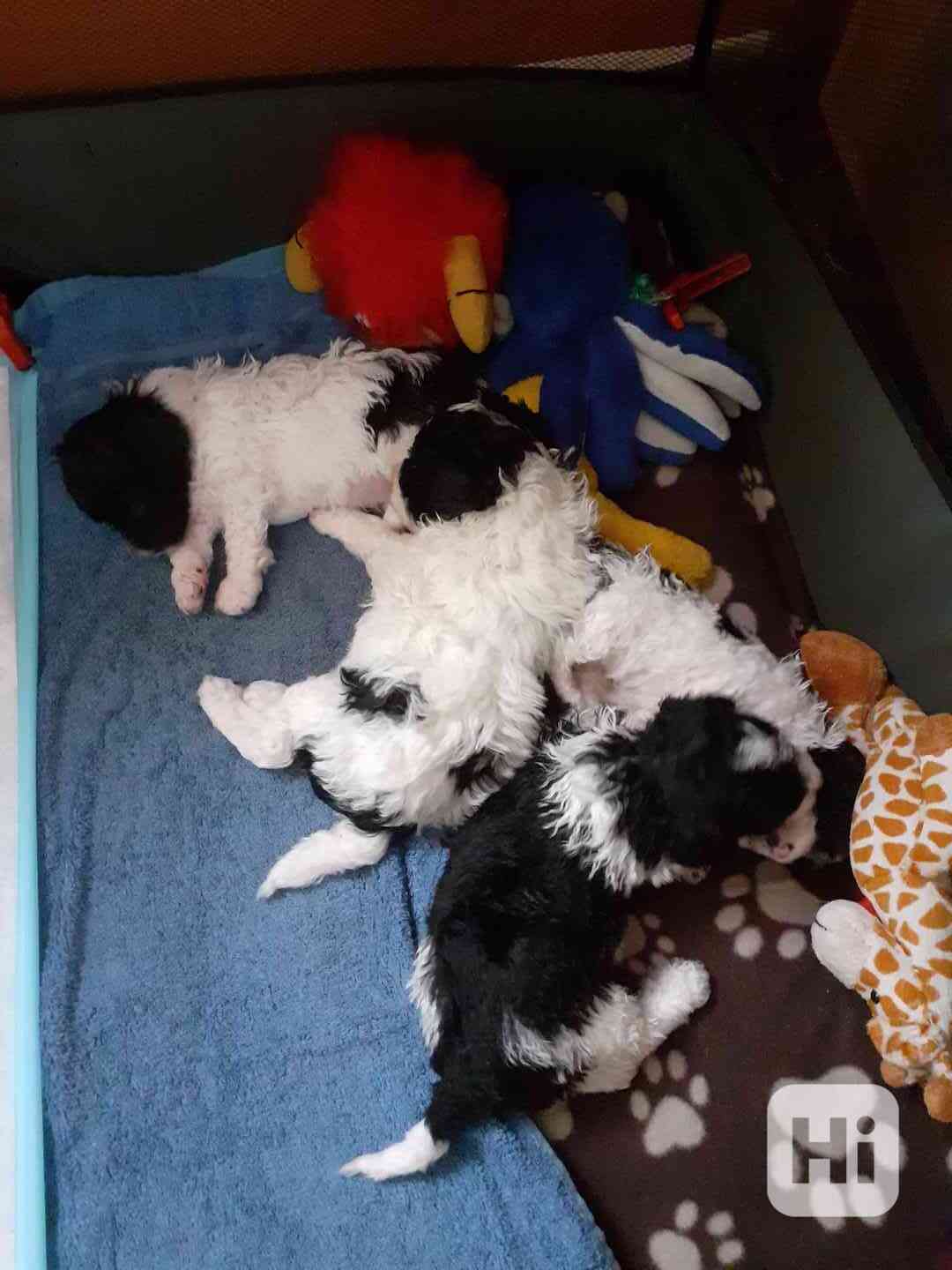 štěně - foto 1