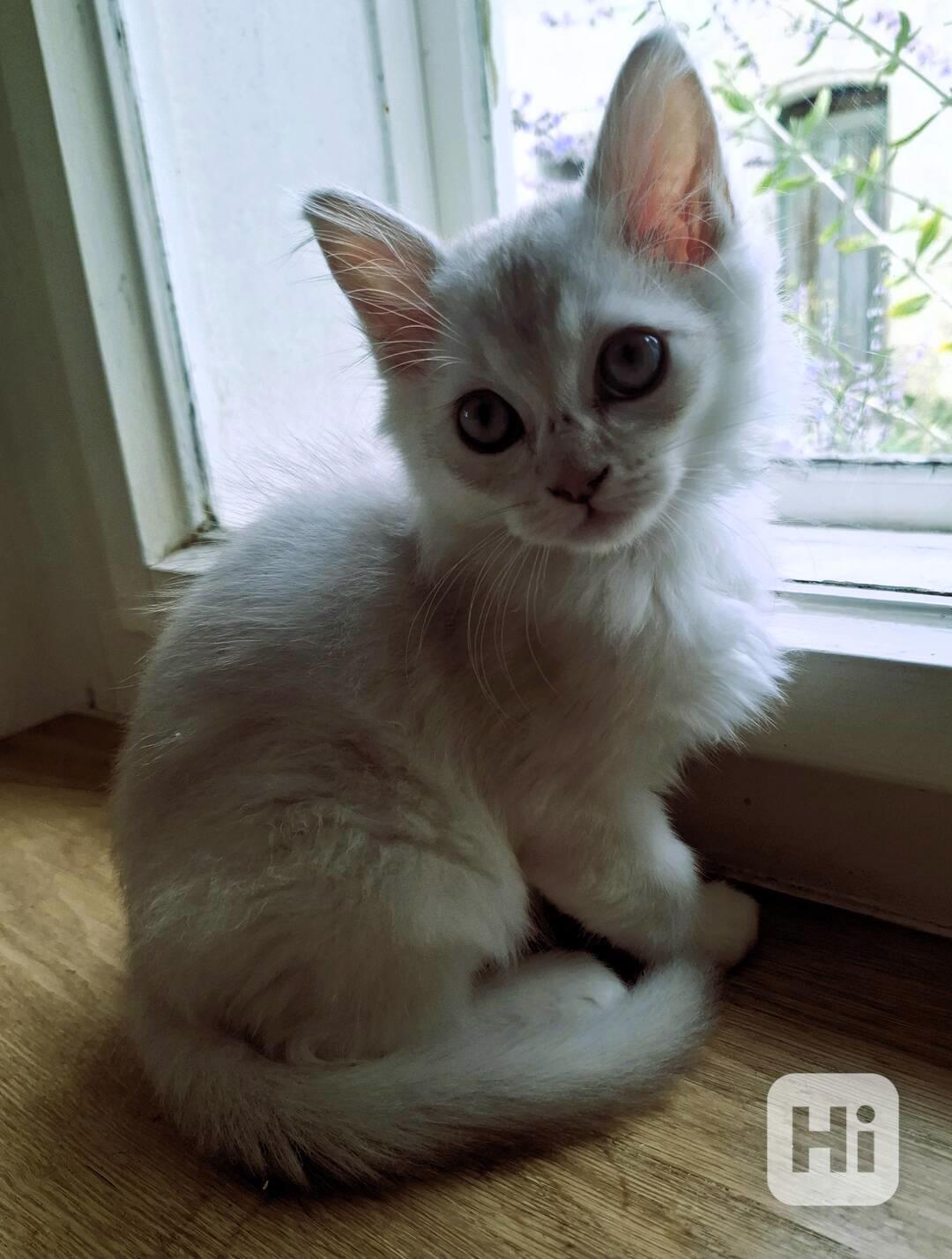 Burmilla - dlouhosrstá koťátka s PP - foto 1