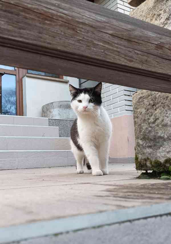Kočka do bytu, na zahradu nebo na statek jako myšilovka? - foto 4