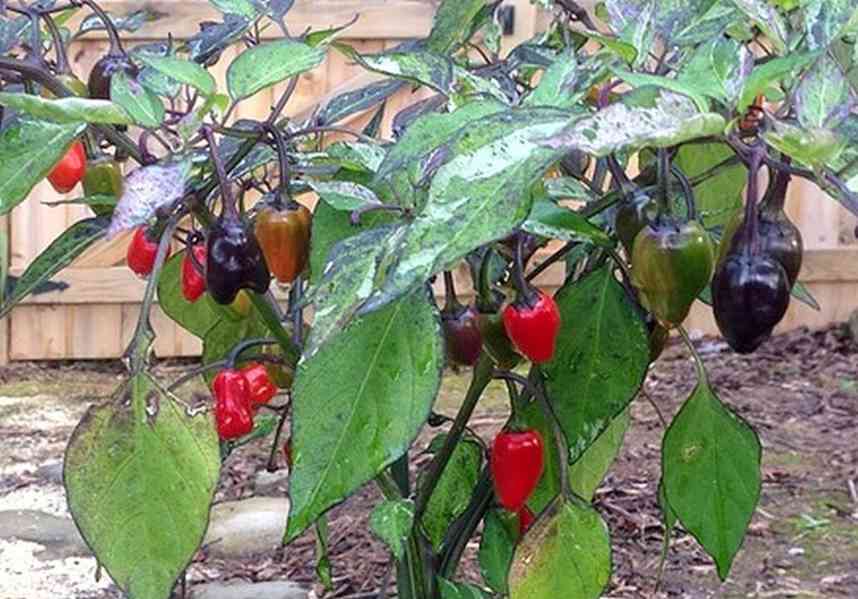 Sazenice Chilli Variegata
