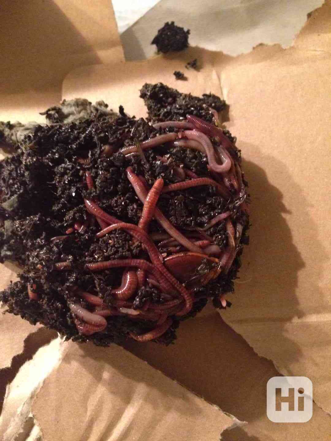 Kalifornské žížaly 200 ks za 250 Kč - foto 1