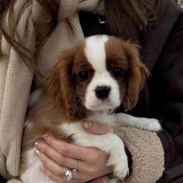 Volná štěňata kavalír King Charles španěl k adopci - foto 2