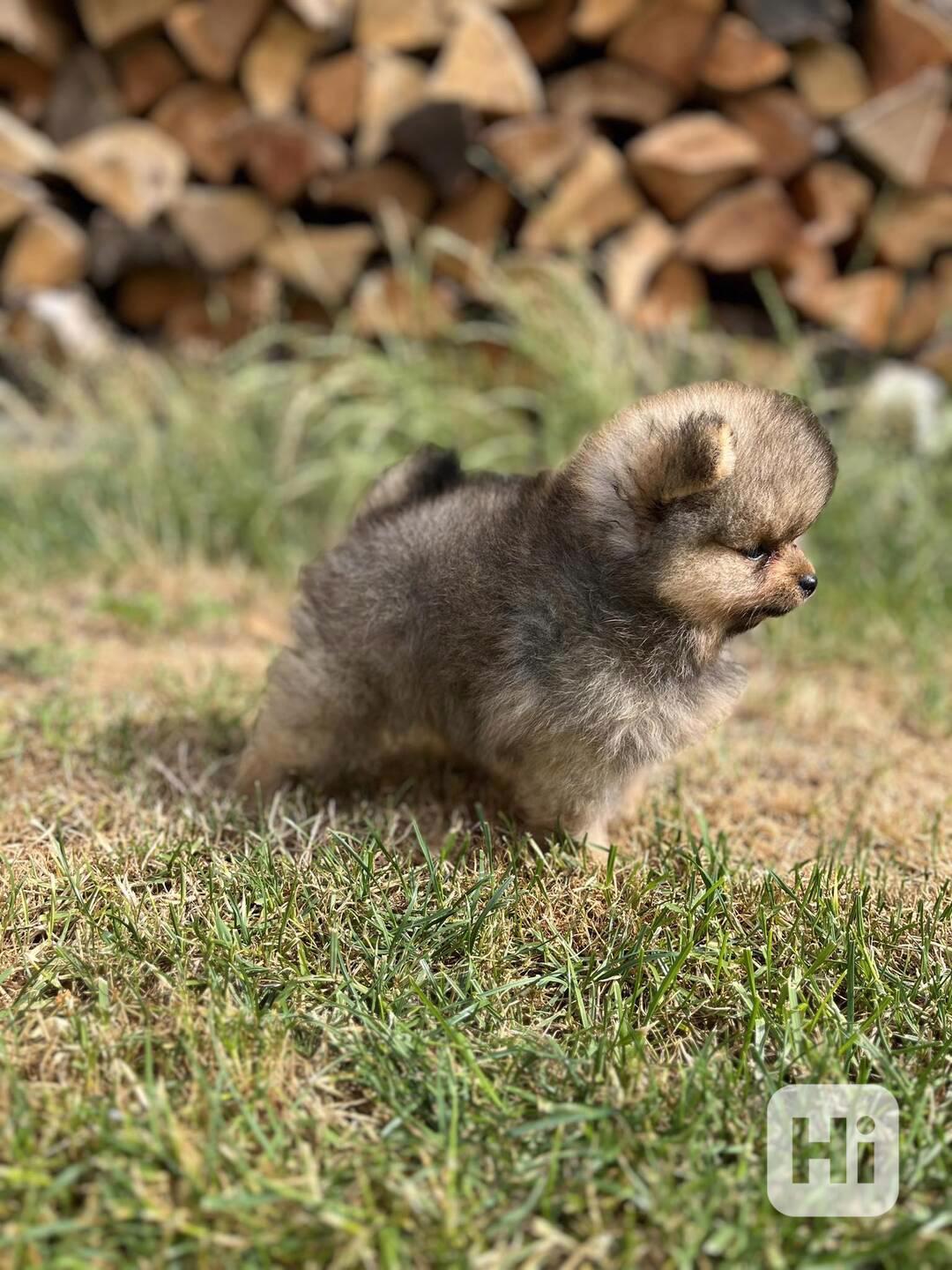 Pomeranian - foto 1