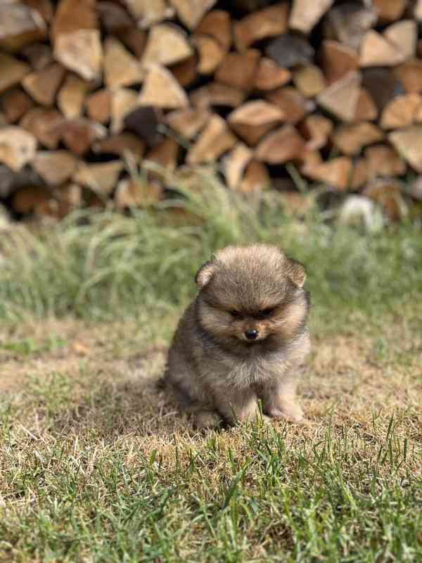Pomeranian - foto 2