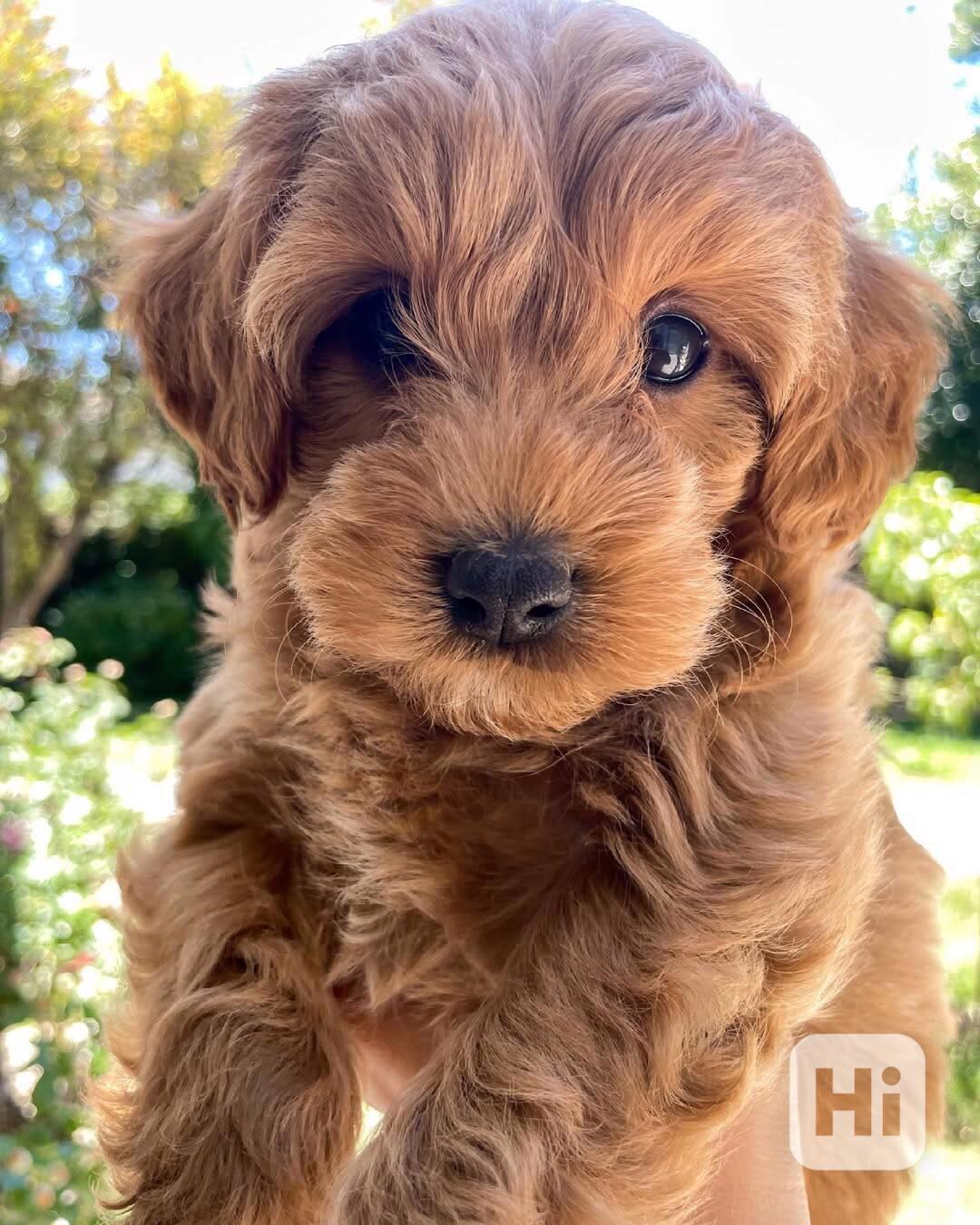 Cavapoo krásná štěňata - foto 1