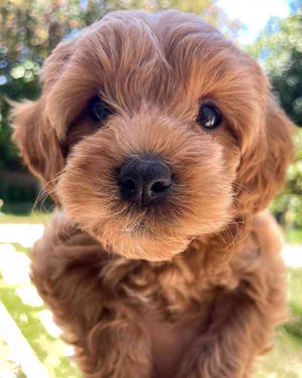 Cavapoo krásná štěňata - foto 4