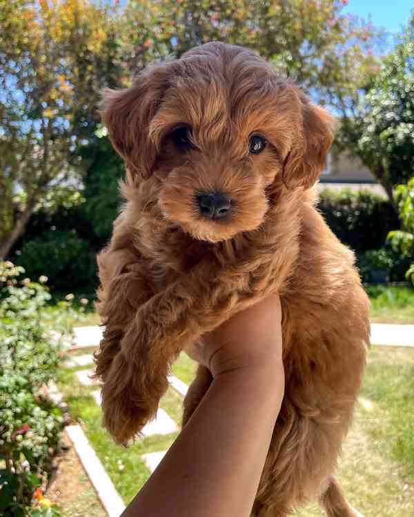 Cavapoo krásná štěňata - foto 2