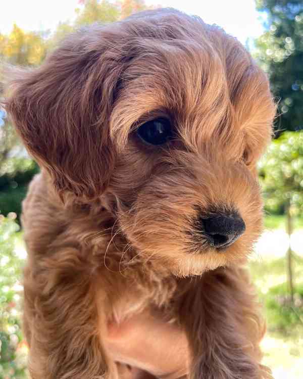Cavapoo krásná štěňata - foto 3