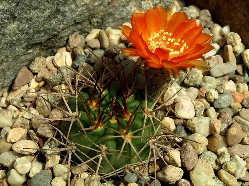 kaktus Acanthocalycium ferrari WR 572 