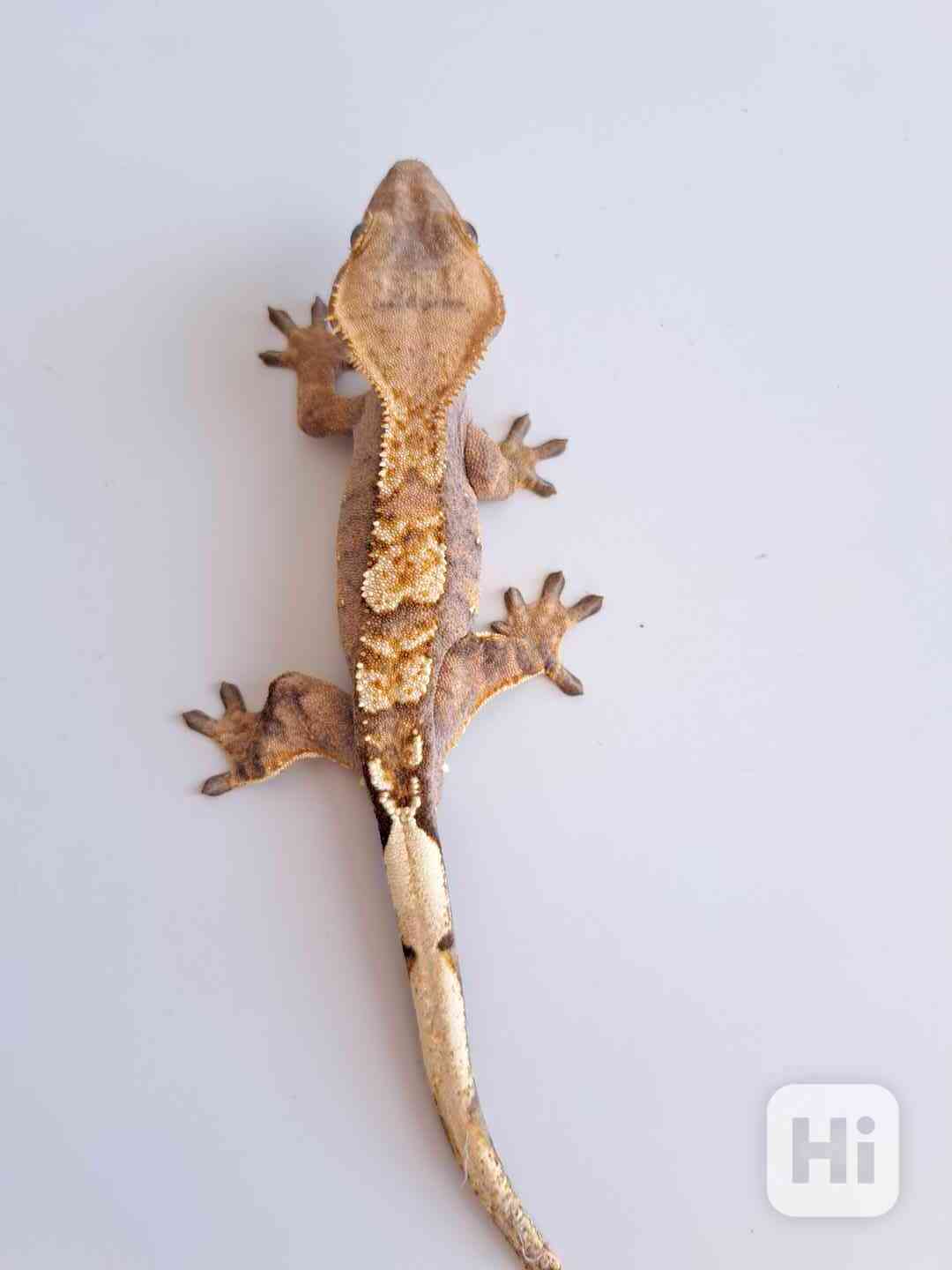 pagekon řasnatý - foto 1