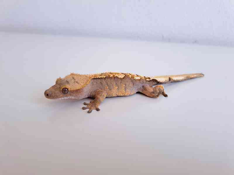 pagekon řasnatý - foto 2