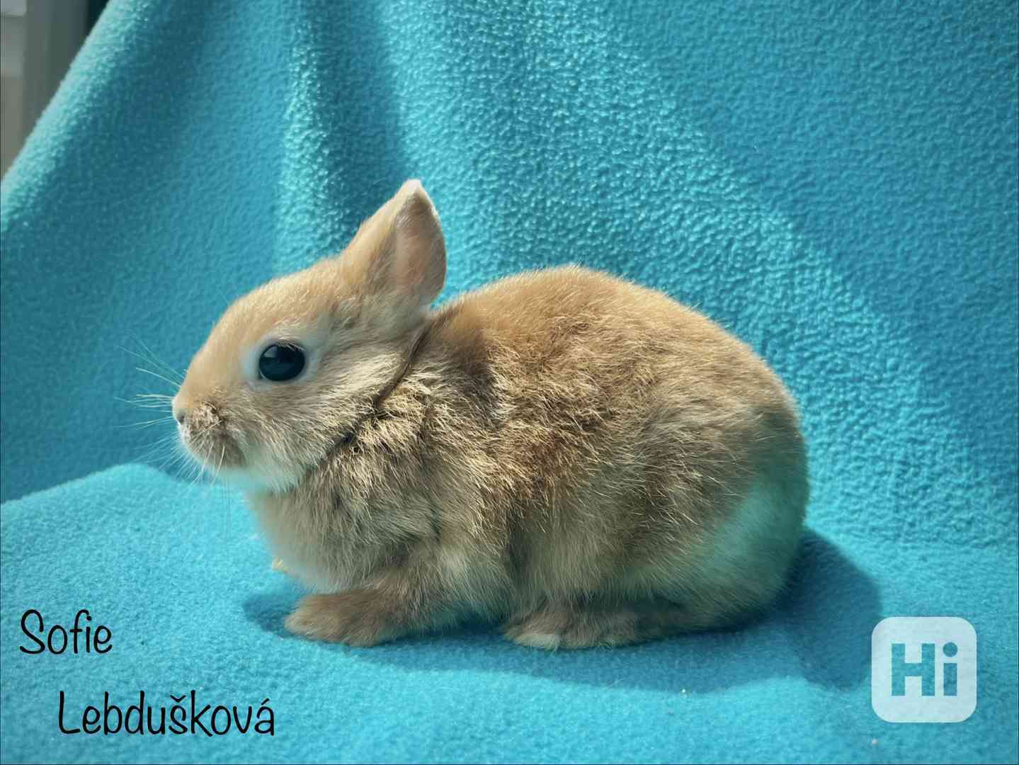 ZAKRSLÍ SATÉNOVÍ KRÁLÍČCI S PP/VP PRAHA - foto 1