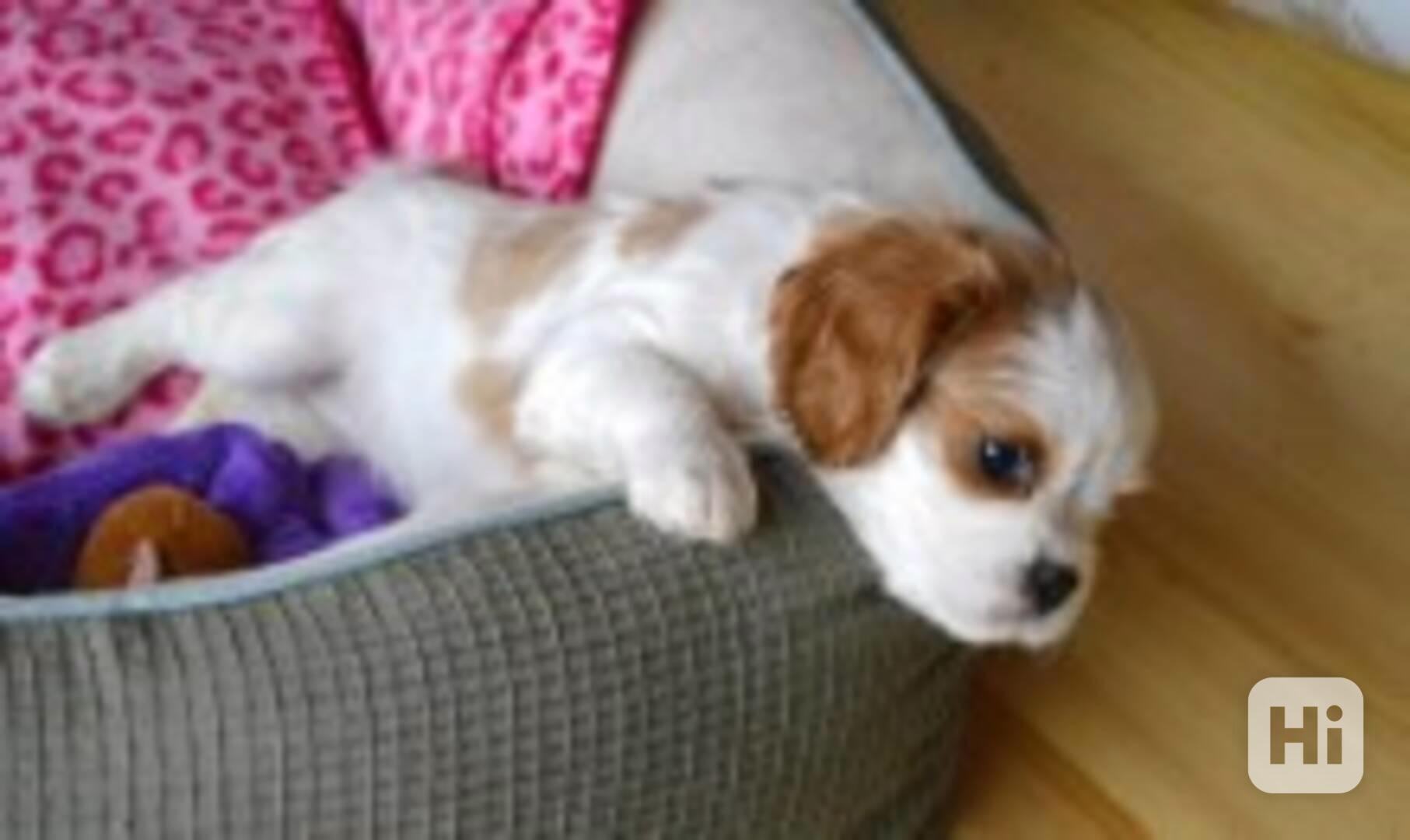 Veterinář vyšetřil Kavalírského king Charles španěla KC. - foto 1