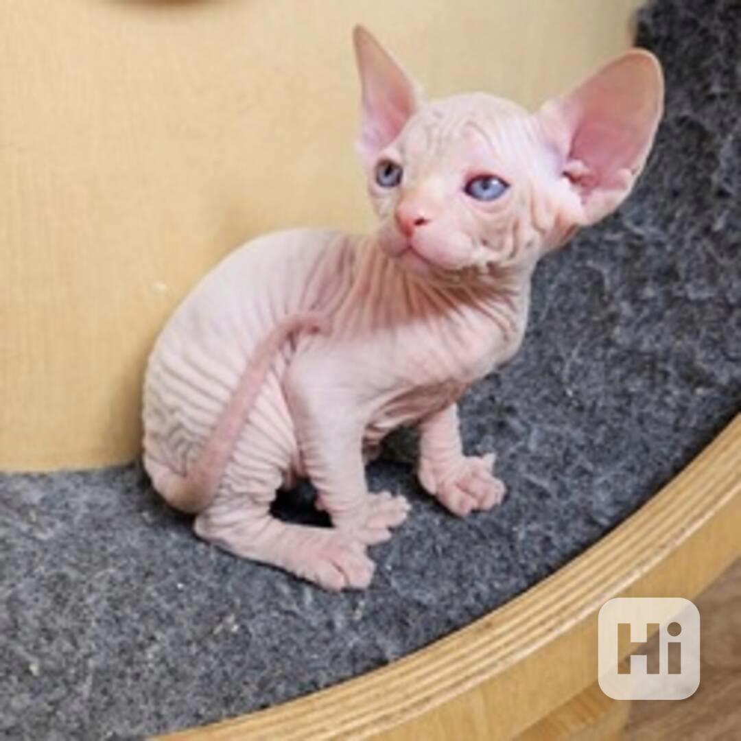 Sphynx koťata - foto 1