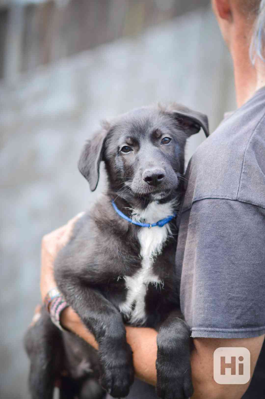 Ruby - 3 měsíce, štěně, veselý, aktivní - foto 1