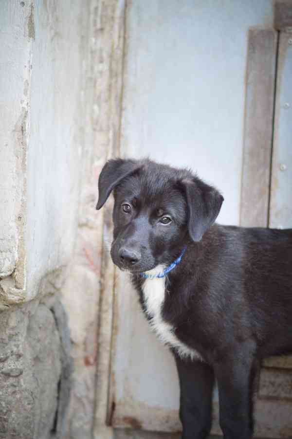 Ruby - 3 měsíce, štěně, veselý, aktivní - foto 2