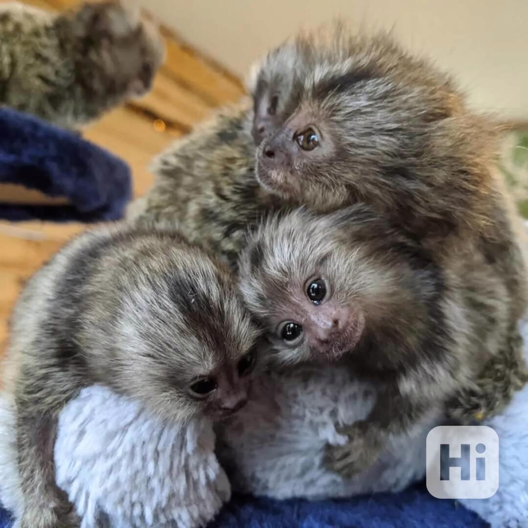 Seznamte se s našimi hravými marmosety! - foto 1