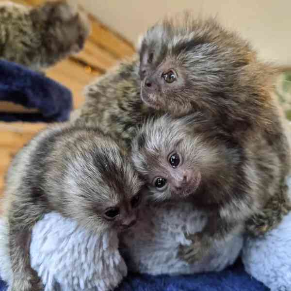 Seznamte se s našimi hravými marmosety! - foto 1