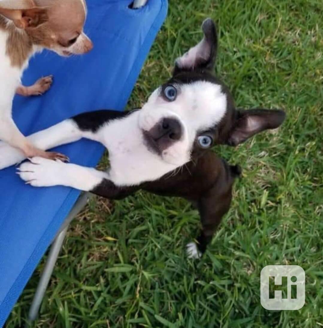 Boston terrier - foto 1