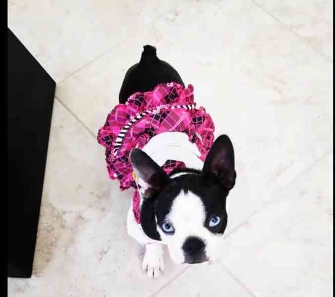 Boston terrier - foto 2