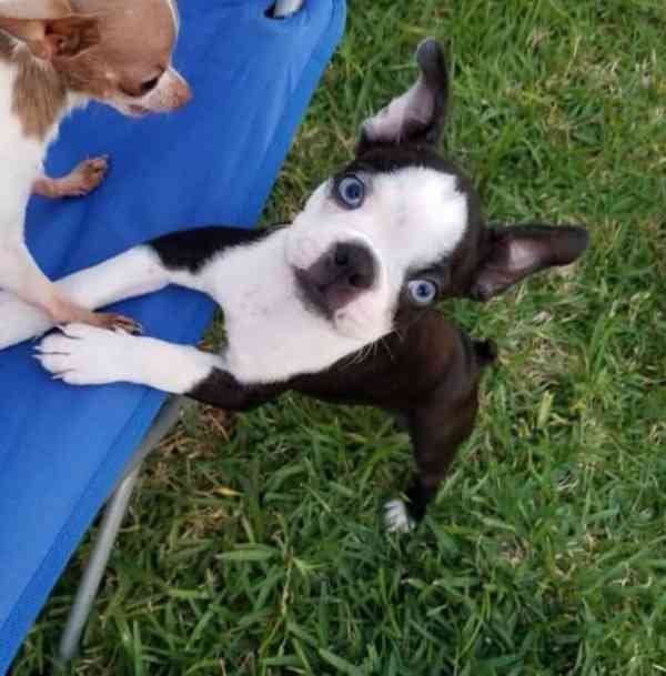 Boston terrier - foto 1