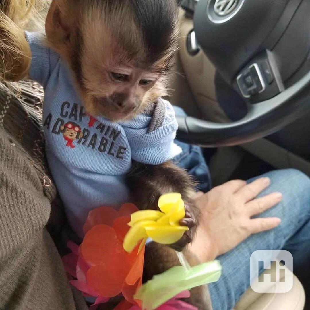   Šťastný chlapeček a holčička Capuchin Beauty - foto 1