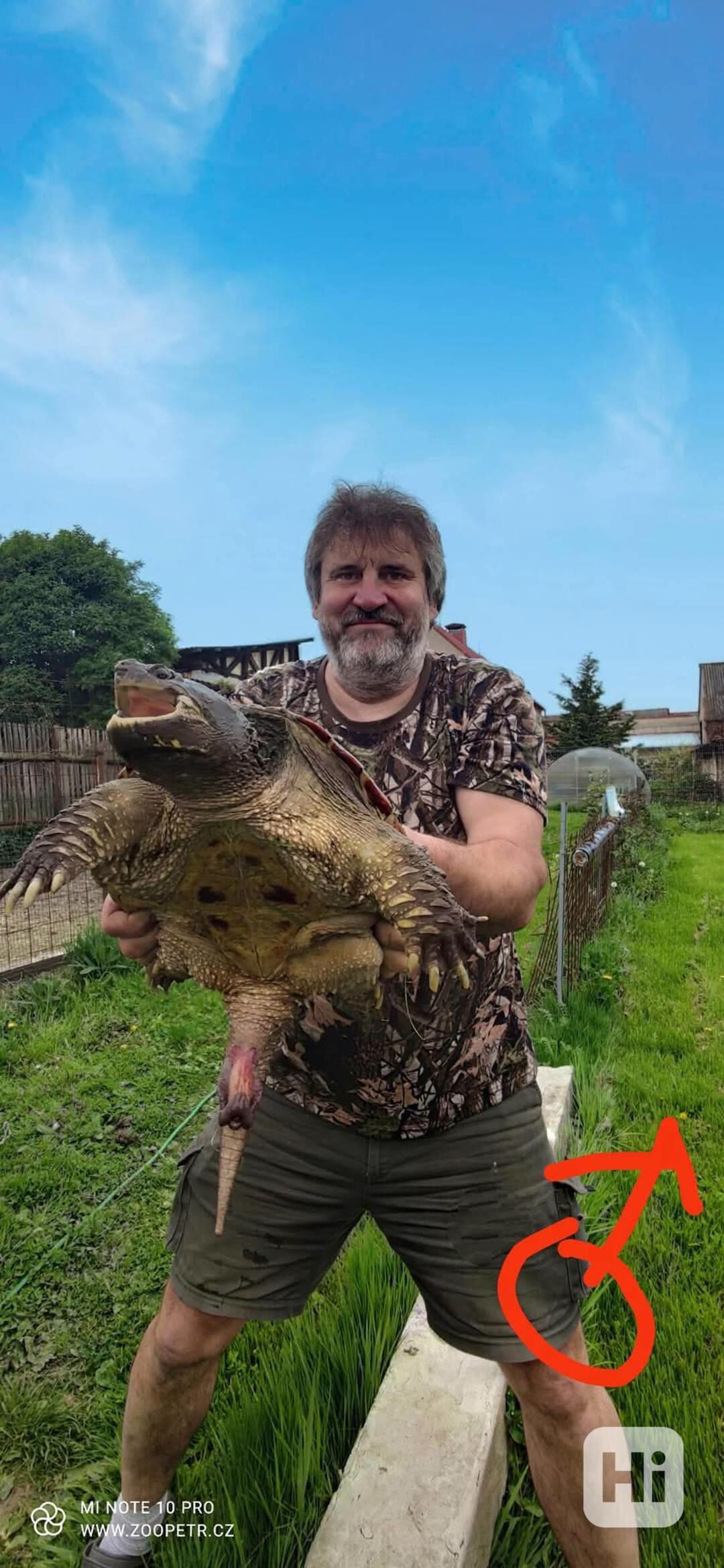 Kajmanka dravá - foto 1