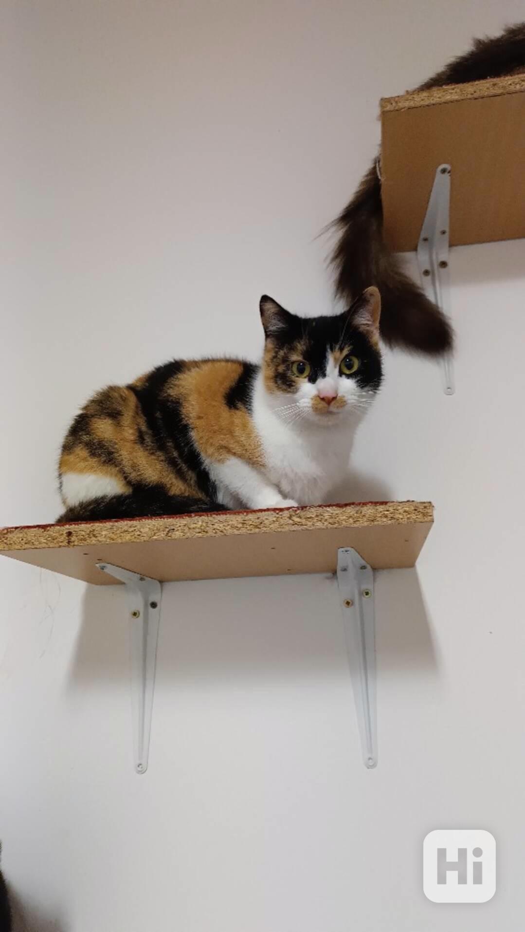 Milá a hodná Džastinka je asi dvouletá tříbarevná  - foto 1