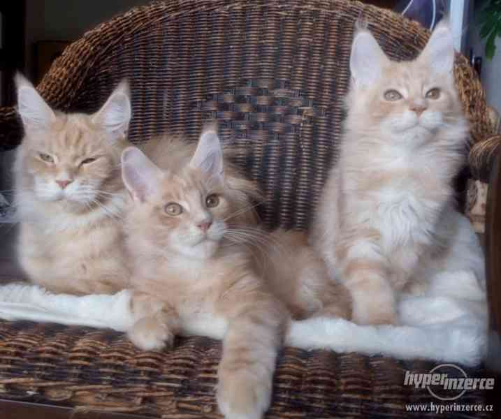 Mainská mývalí koťátka- kocourci a kočičky s PP - foto 6