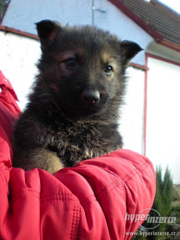 Štěně NO - pes - foto 1
