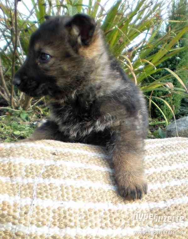 Štěně NO - pes - foto 2