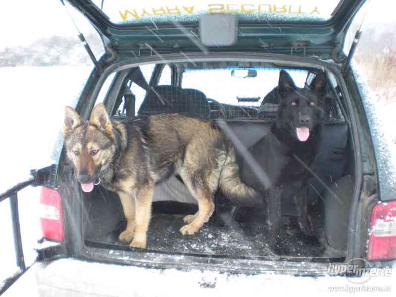 Štěně NO - pes - foto 3