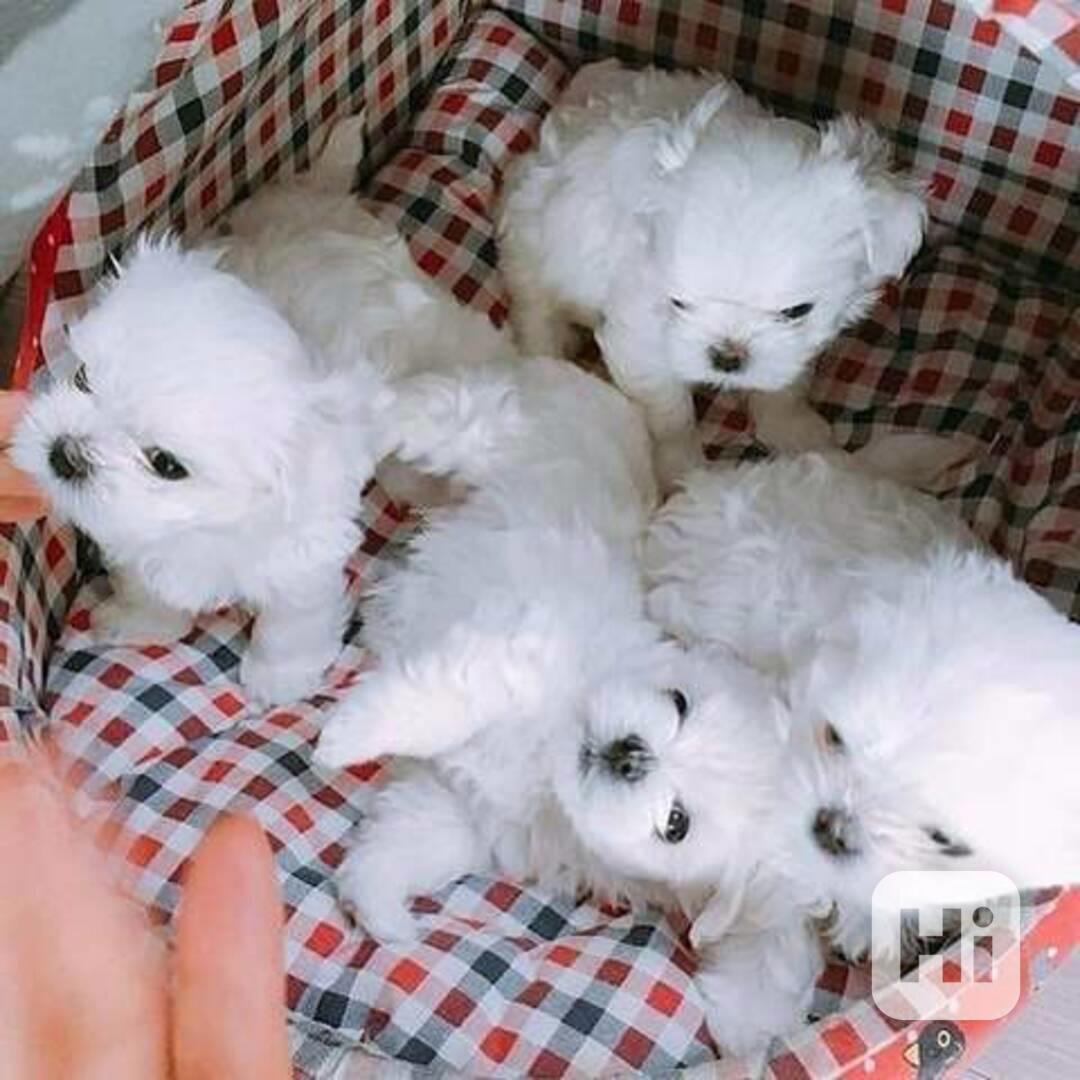 štěňátka maltézáka a fenky k adopci zdarma - foto 1