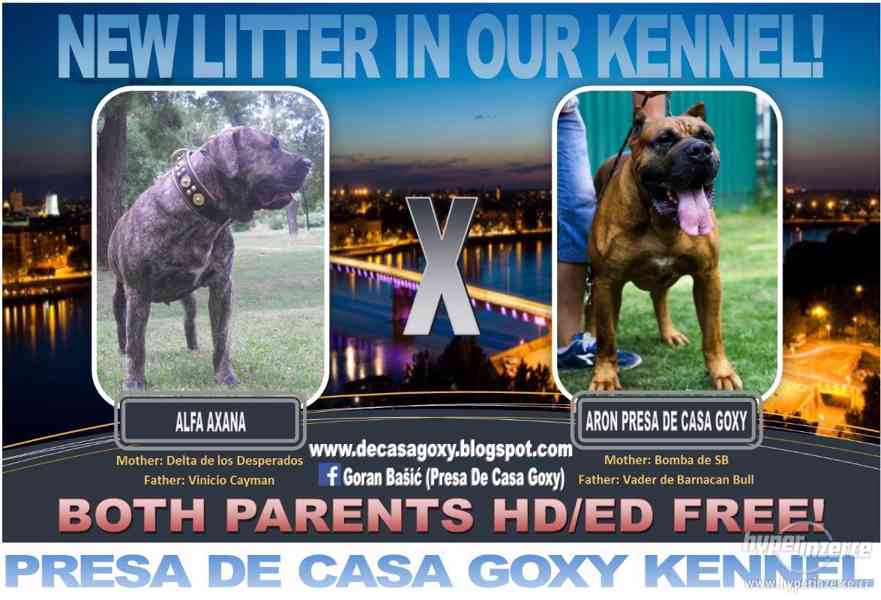 Kanárská doga (Dogo Canario) na prodej štěňata - foto 1