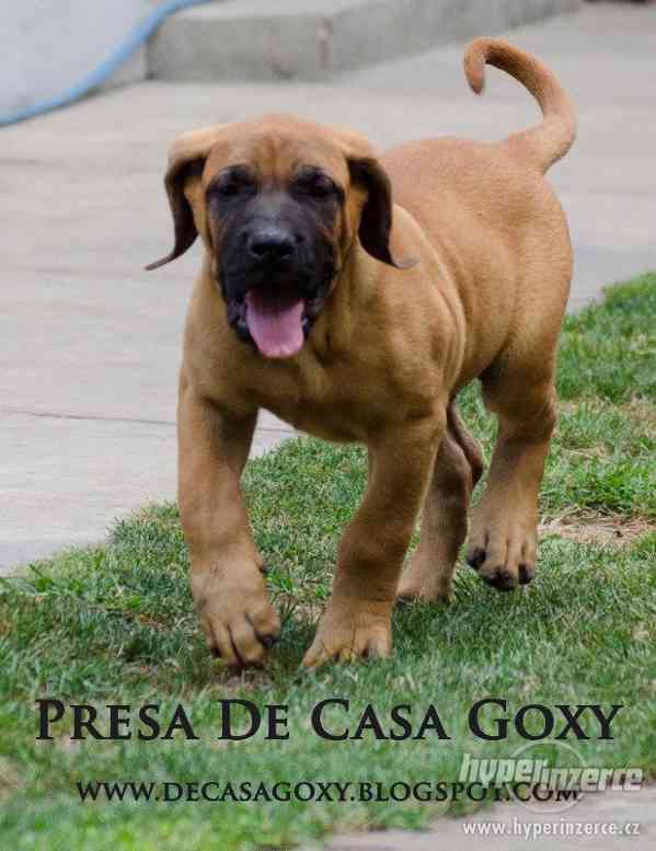 Kanárská doga (Dogo Canario) na prodej štěňata - foto 2