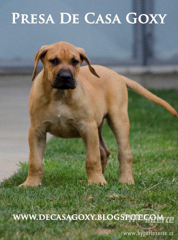 Kanárská doga (Dogo Canario) na prodej štěňata - foto 3