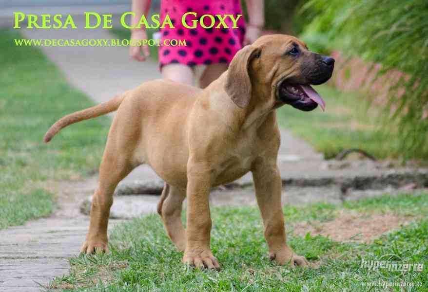 Kanárská doga (Dogo Canario) na prodej štěňata - foto 5