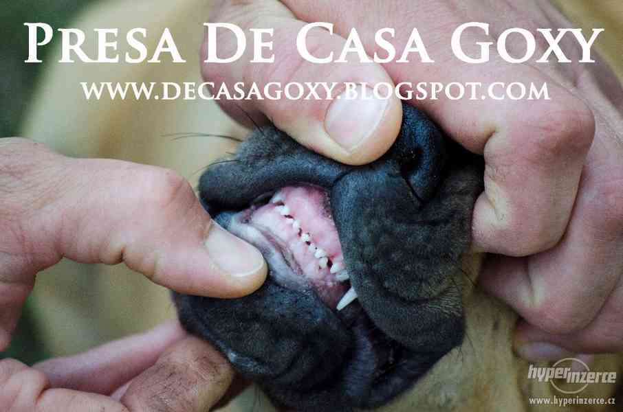 Kanárská doga (Dogo Canario) na prodej štěňata - foto 6